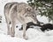 A female wolf sneaks up, goes straight, goes out from under the Christmas tree