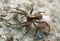 Female wolf spider carrying egg sac