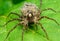 Female wolf spider with children, Wolf spiders are members of the family Lycosidae, on a green leaf, in a natural habitat
