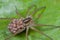 Female wolf spider with spiderlings