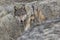 Female wolf stalking through the rocks