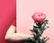 Female woman hand holding single pink peony flower from behind paper board. Trendy casual greeting background in split two tone
