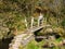 A female / woman walker crosses a single track wooden footpath bridge across a stream in the Yorkshire Dales, England, UK