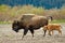 Female Wood Bison With Calf