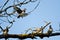 Female Wood Duck Joining the Party on the Tree Limb