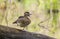 A female wood duck quacking away in the forest.