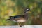 Female wood duck resting at lakeside