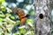 Female Woodpecker Buff-spotted Flameback, Greater Flameback or Greater Goldenback flying out of the nest to find food for the