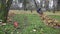 Female worker collect dry leaves into material bag sack and carry to compost. 4K