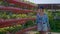 female worker of eco farm is checking strawberry shrubs, hydroponic