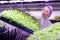 Female Worker Moving Plant Beds in Nursery Greenhouse