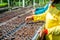 Female worker planting the seeds in the nursery