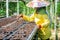 Female worker planting the seeds in the nursery