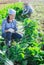 Female worker sorting and cleans mangold on plantation