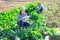 Female worker sorting and cleans mangold on plantation