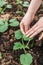 Female Worker is transplanting young pumpkin sprout in to the soil, in the garden, woman is planting squash seedling in