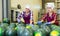 Female workers of vegetable sorting factory checking and peeling watermelons running on conveyor belt