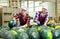 Female workers of vegetable sorting factory checking and peeling watermelons running on conveyor belt