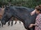 Female working the energy levels of a black horse.