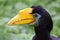 Female Wrinkled Hornbill