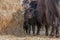 A female Yak with a small calf grazes near a haystack