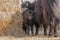 A female Yak with a small calf grazes near a haystack