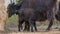 A female Yak with a small calf grazes near a haystack