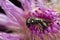 Female Yellow-faced bee, Hylaceus resting on thistle