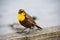 Female Yellow-headed blackbird perched on the boardwalk.