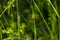 Female Yellow -Legged Meadowhawk Dragonfly on Grass