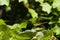 Female Yellow -Legged Meadowhawk Dragonfly on Leaf Tip