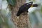 Female Yellow-rumped Cacique at its Hanging Nest - Panama