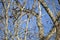 Female Yellow-Rumped Warbler Chirping from a Branch