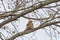 Female Yellow Shafted Flicker in a Tree