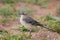 Female Yellow Wagtail stood on a bank