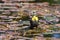 Female yellow winged blackbird eating dragonfly