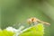 Female Yellow-Winged Darter dragonfly perched on sunlit bramble leaf