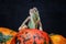 Female Yemeni chameleon sits on a bright orange pumpkin