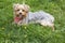 A Female Yorkie Sitting on Grass in the Spring