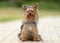 Female Yorkshire Terrier dog