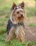 Female Yorkshire Terrier dog