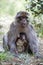 Female with young Barbary Ape, Macaca Sylvanus, Atlas Mountains, Morocco