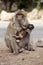 Female with young Barbary Ape, Macaca Sylvanus, Atlas Mountains, Morocco