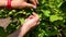 Female young hands collect black currants from a bush. Harvesting a delicious summer harvest in the garden