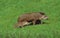 FEMALE AND YOUNG LOWLAND TAPIR tapirus terrestris