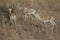 Female and young male of blackbuck Antilope cervicapra.