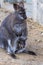 Female with young in a pouch, Bennett\'s wallaby, Macropus rufogriseus