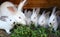 Female and young rabbits of the Californian breed