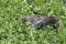 Female young ring ouzel closeup