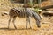 Female Zebra